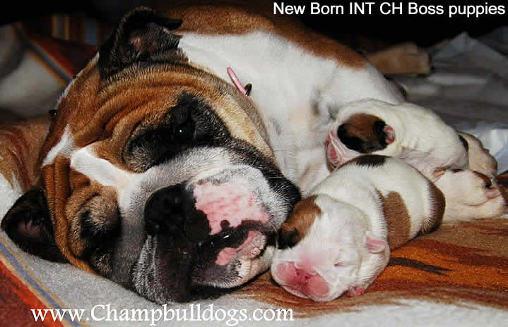 new born English Bulldog puppies